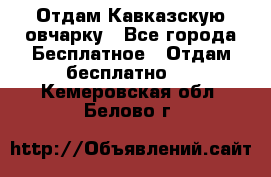 Отдам Кавказскую овчарку - Все города Бесплатное » Отдам бесплатно   . Кемеровская обл.,Белово г.